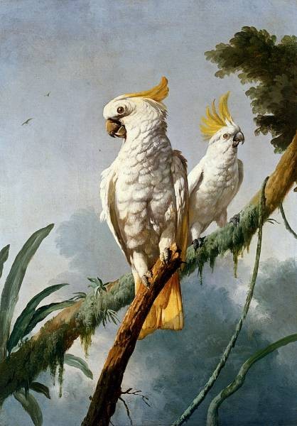 A Pair Of Sulphur Crested Cocatoos